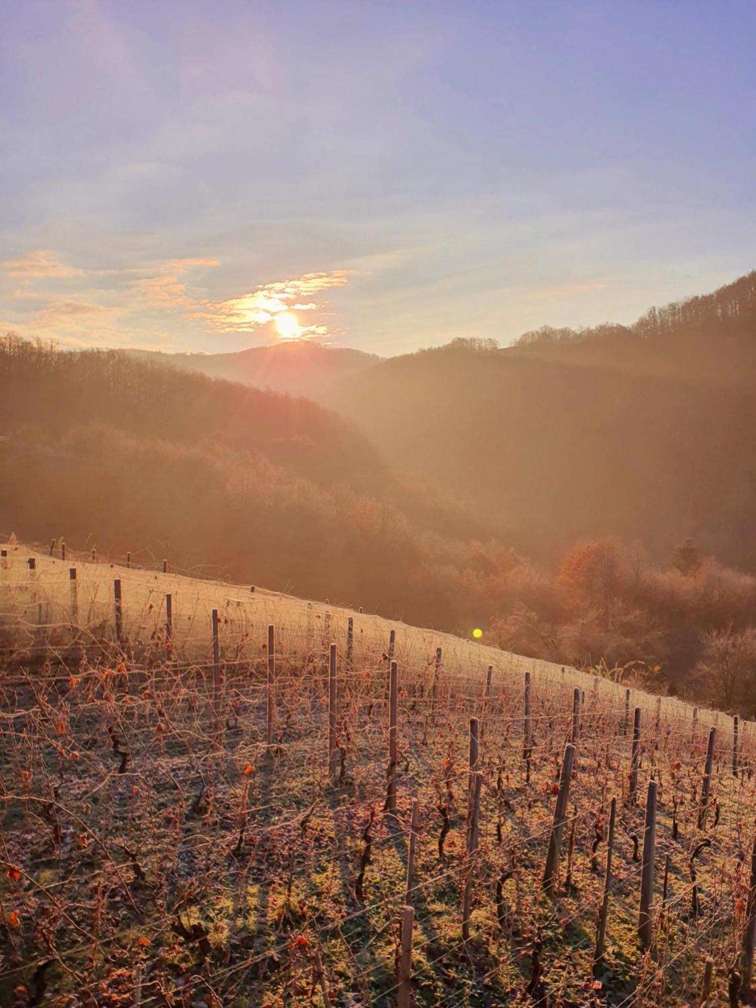 Vineyard Cottage Matej Trebnje المظهر الخارجي الصورة
